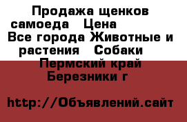 Продажа щенков самоеда › Цена ­ 40 000 - Все города Животные и растения » Собаки   . Пермский край,Березники г.